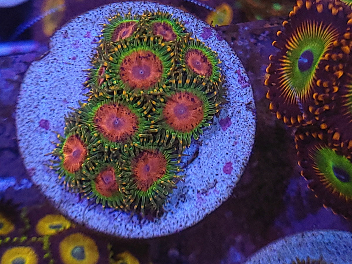 Zoanthids DayDream Aquatics