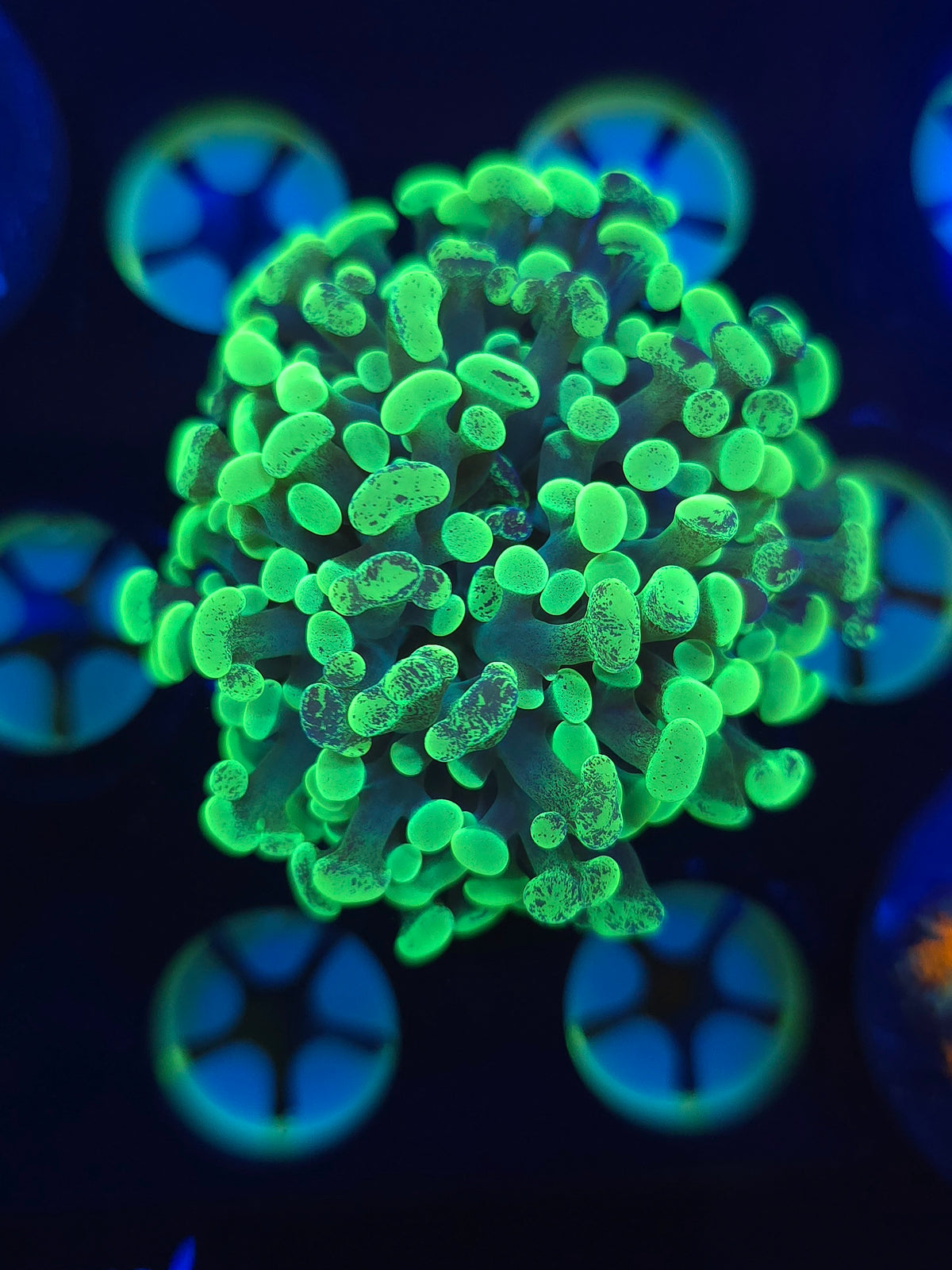 Green Stem Splatter Hammer