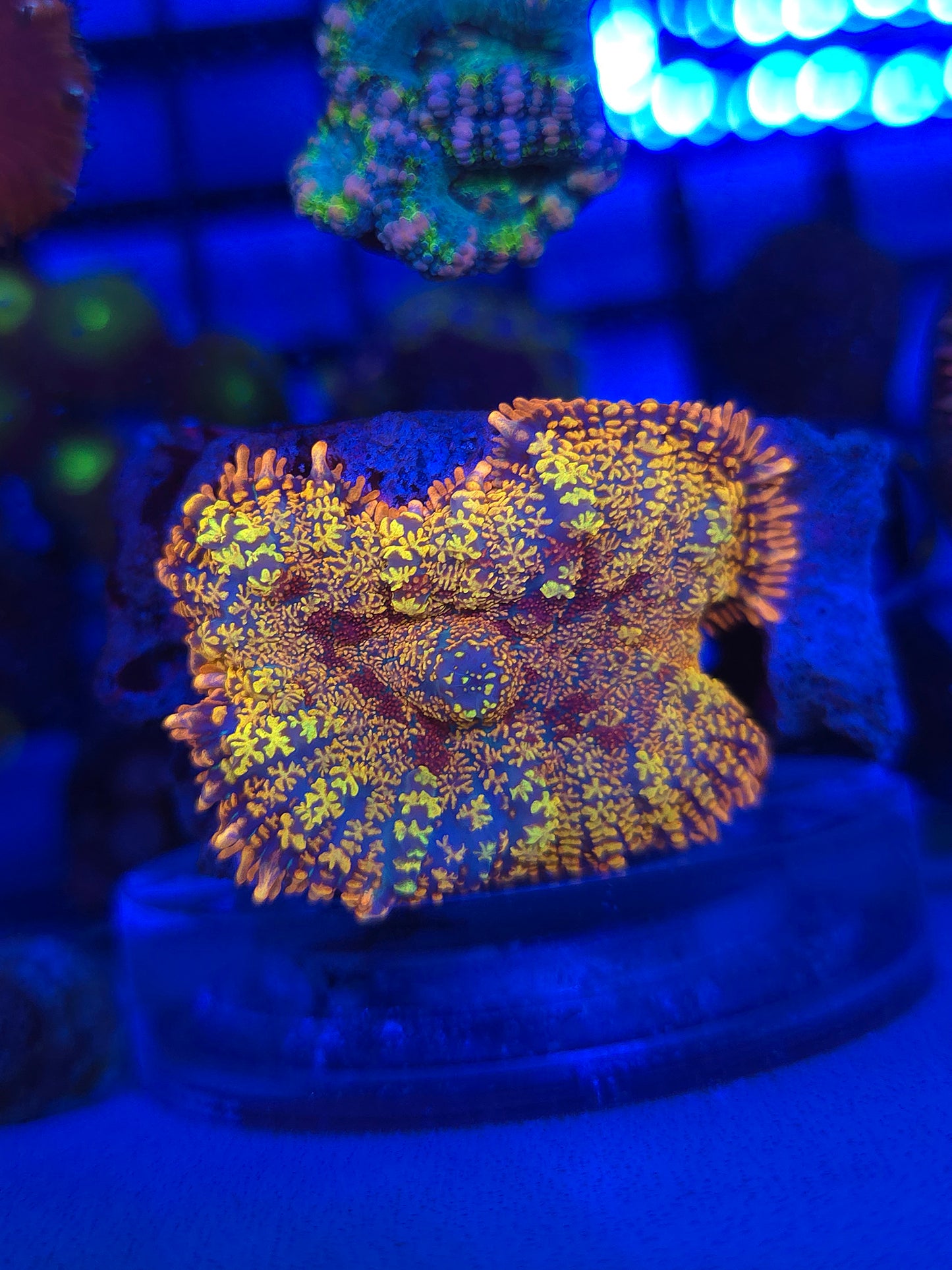 DDA Half Baked Rhodactus