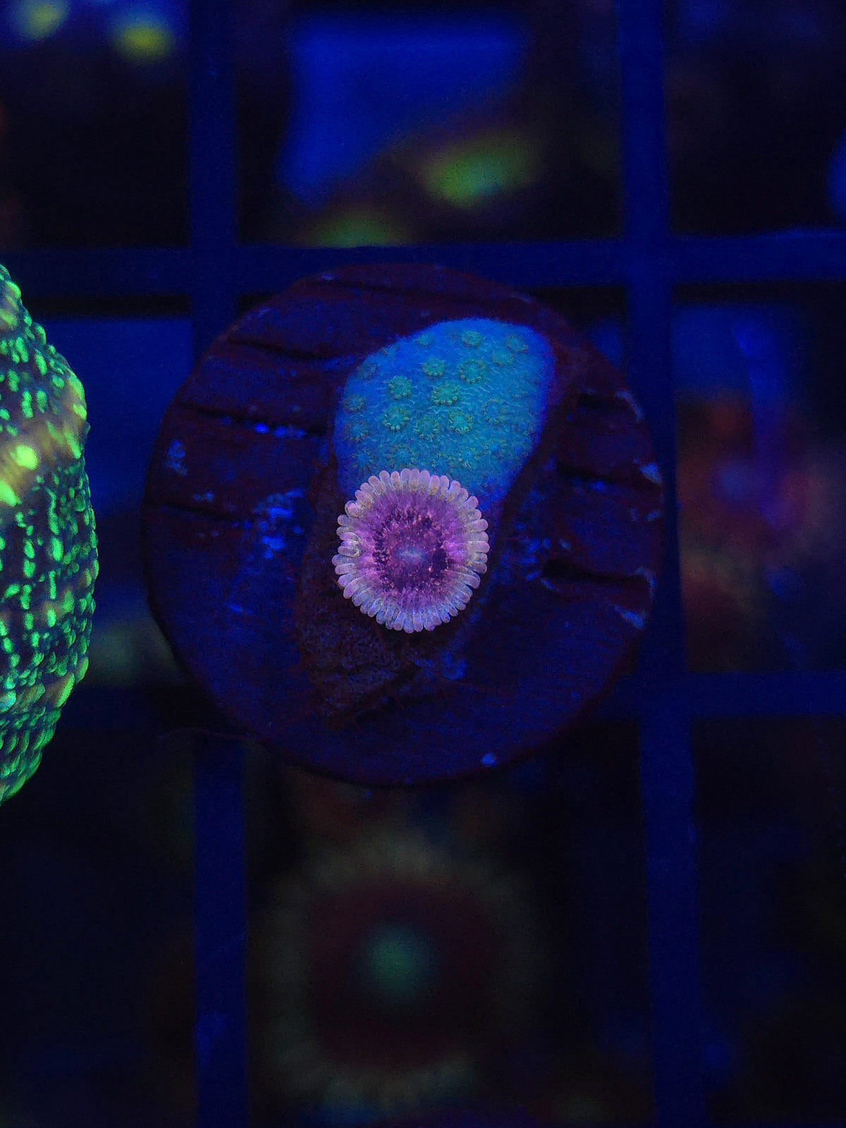 DDA Purple Heart Zoa