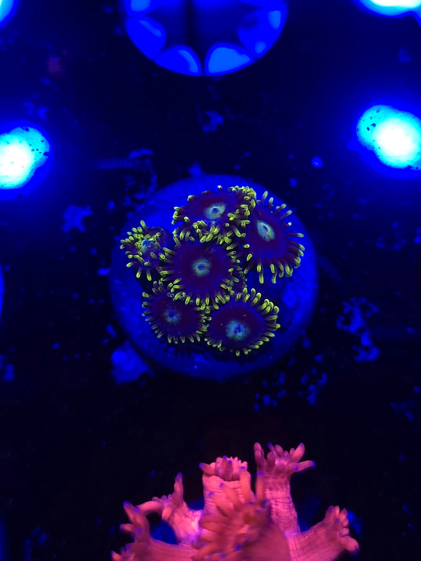 Blueberry Pie Zoas