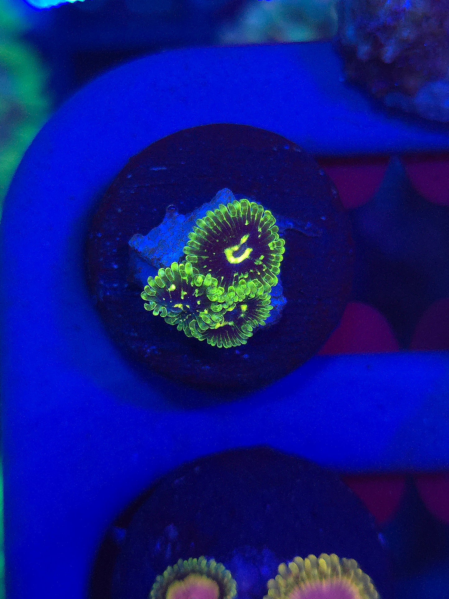 Exosphere Zoas