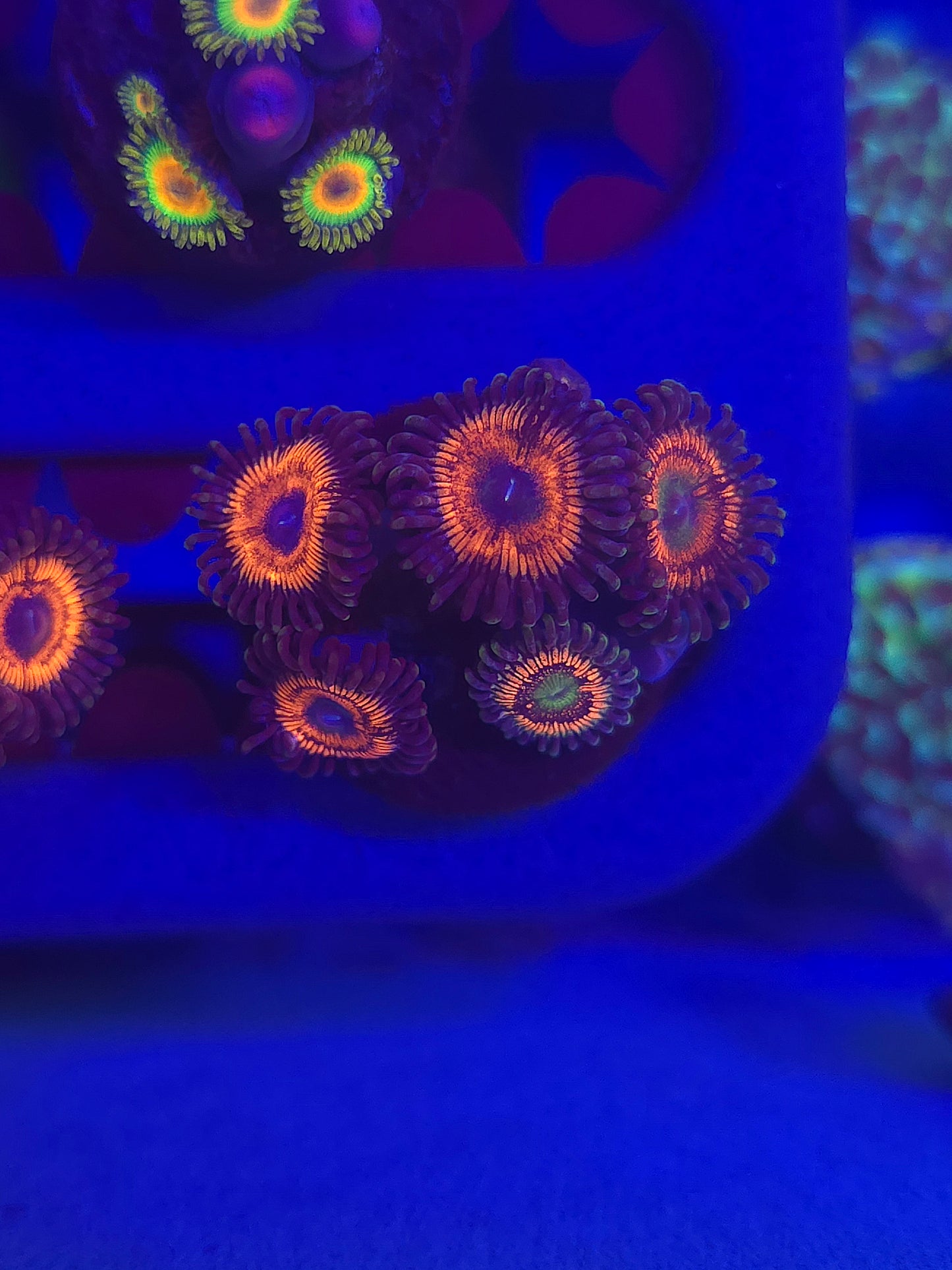 Gobstopper Zoas