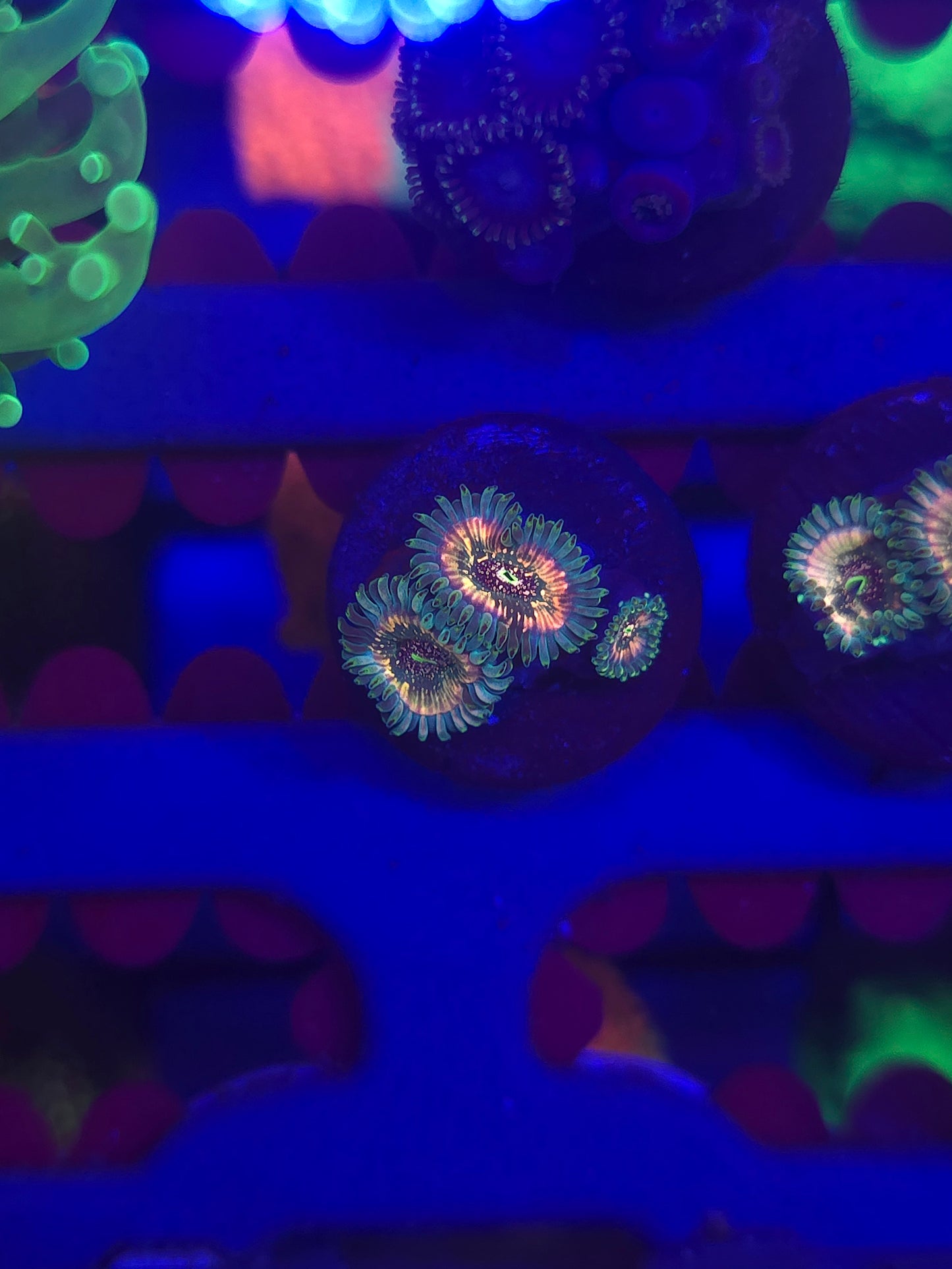 Pink Hawaiian Ding Dang Zoas