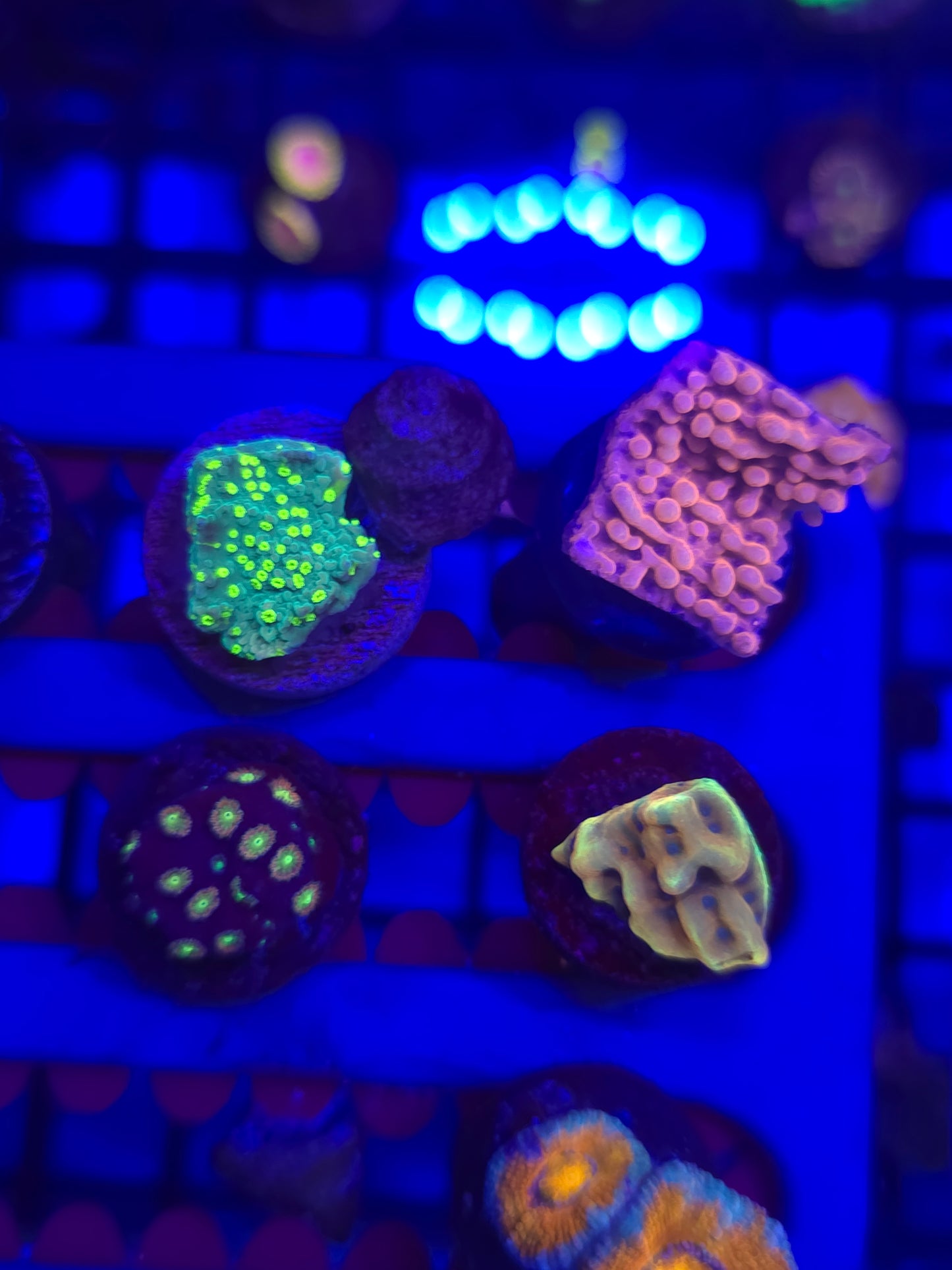 Beginner SPS Pack