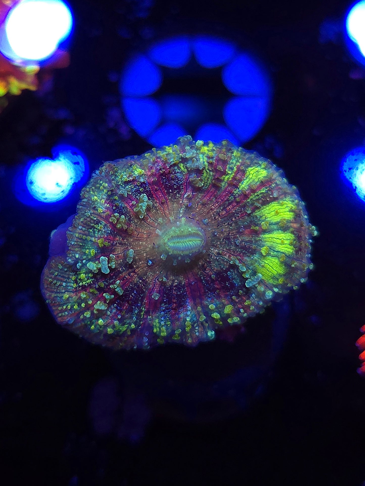 DDA Space Dust Neglectus Mushroom