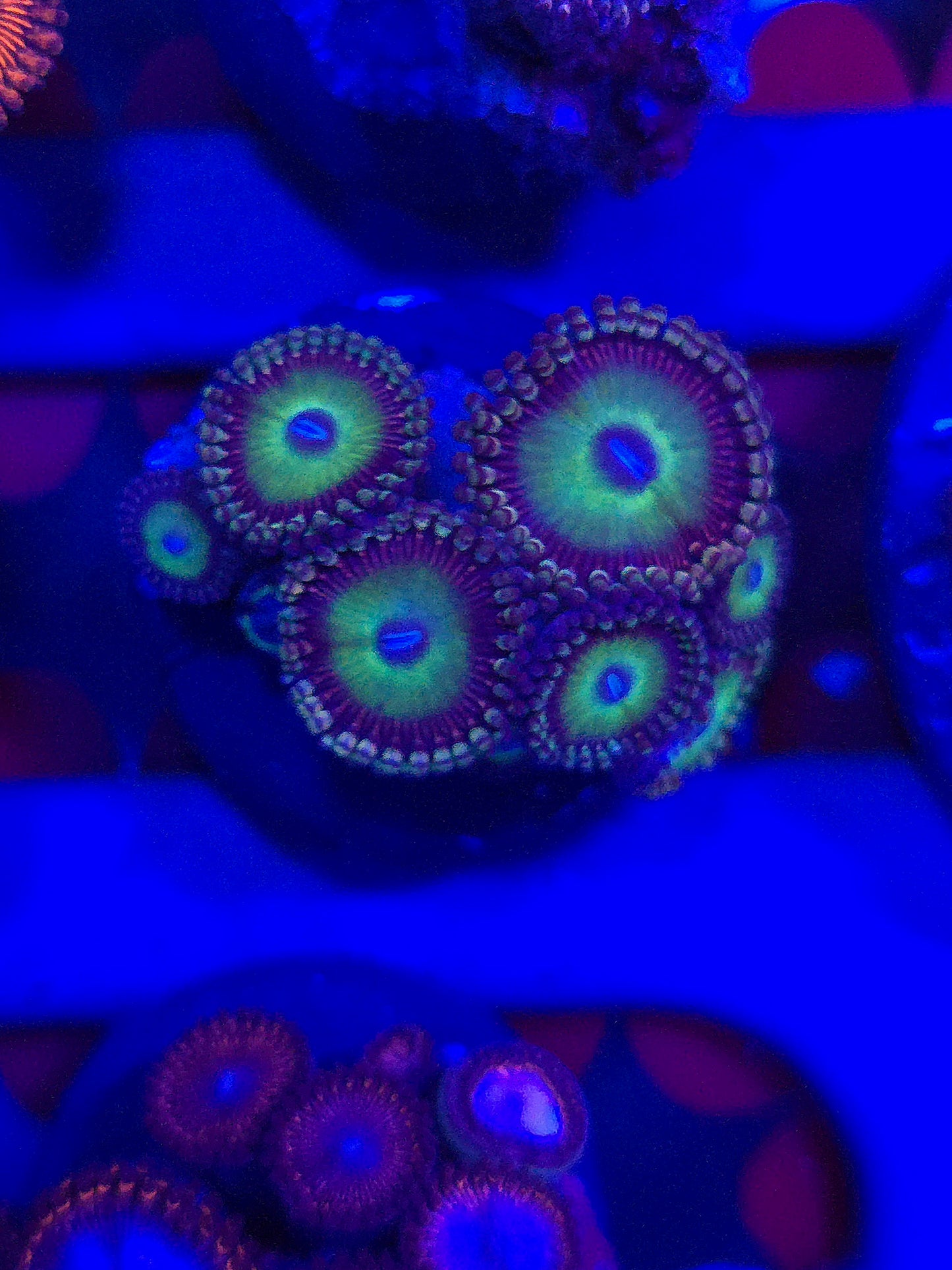 Candy Apple Zoas