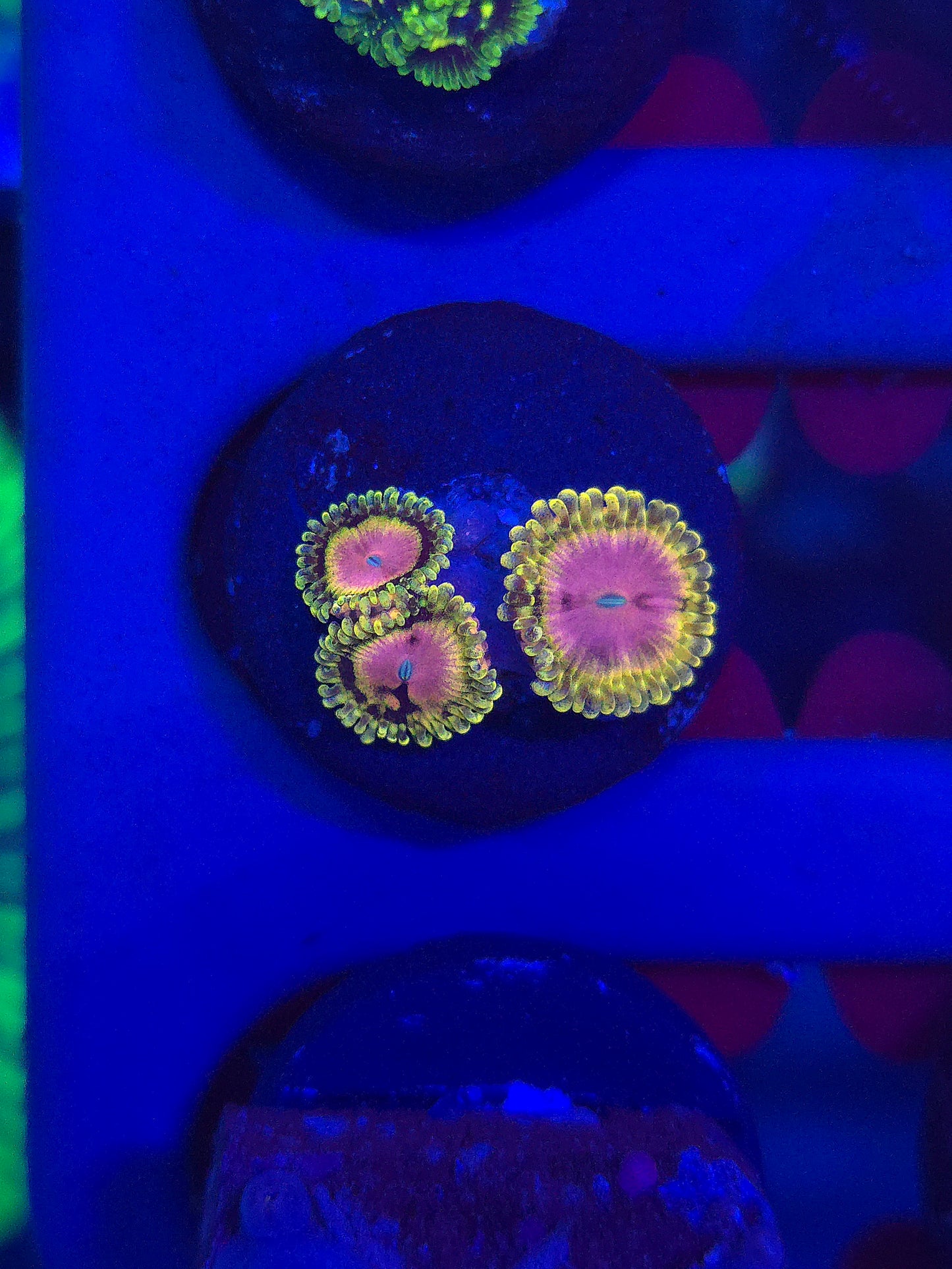 Pink Diamonds Zoas