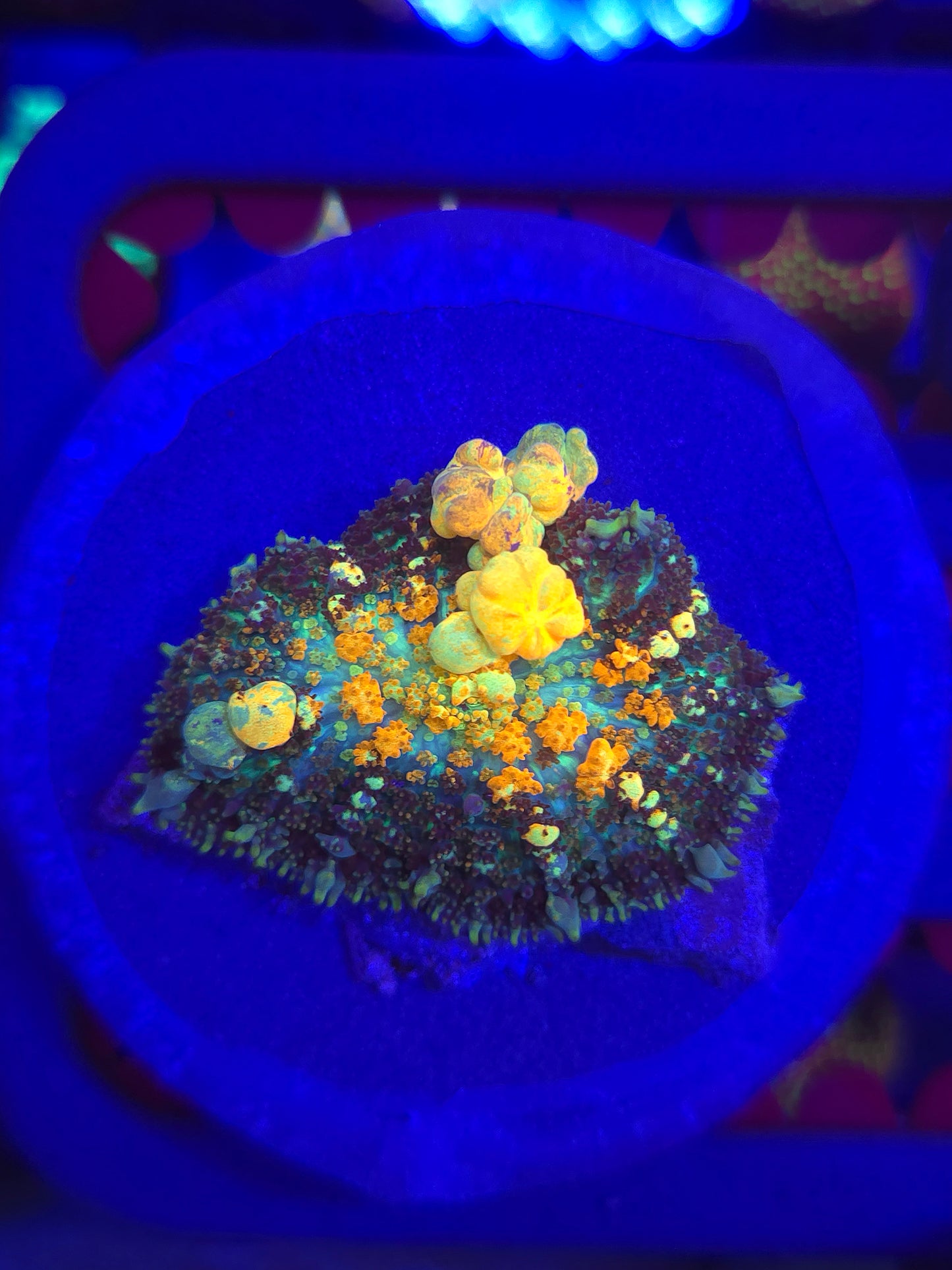 XL Powerball Bounce Mushroom