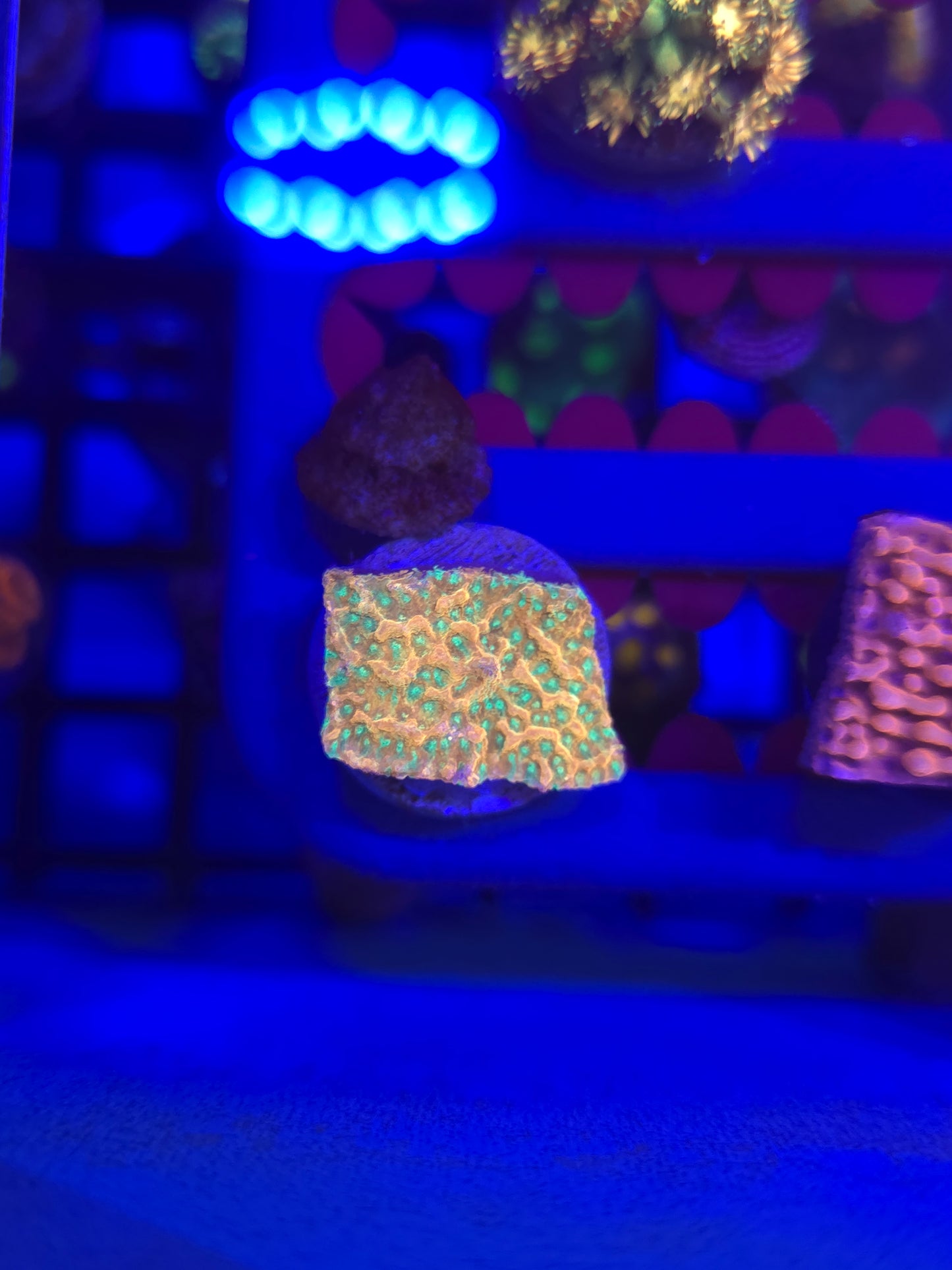 Tropic Thunder Montipora