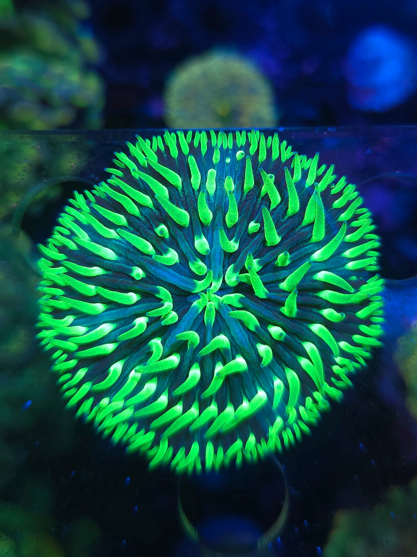 Neon Fungia Plate Coral