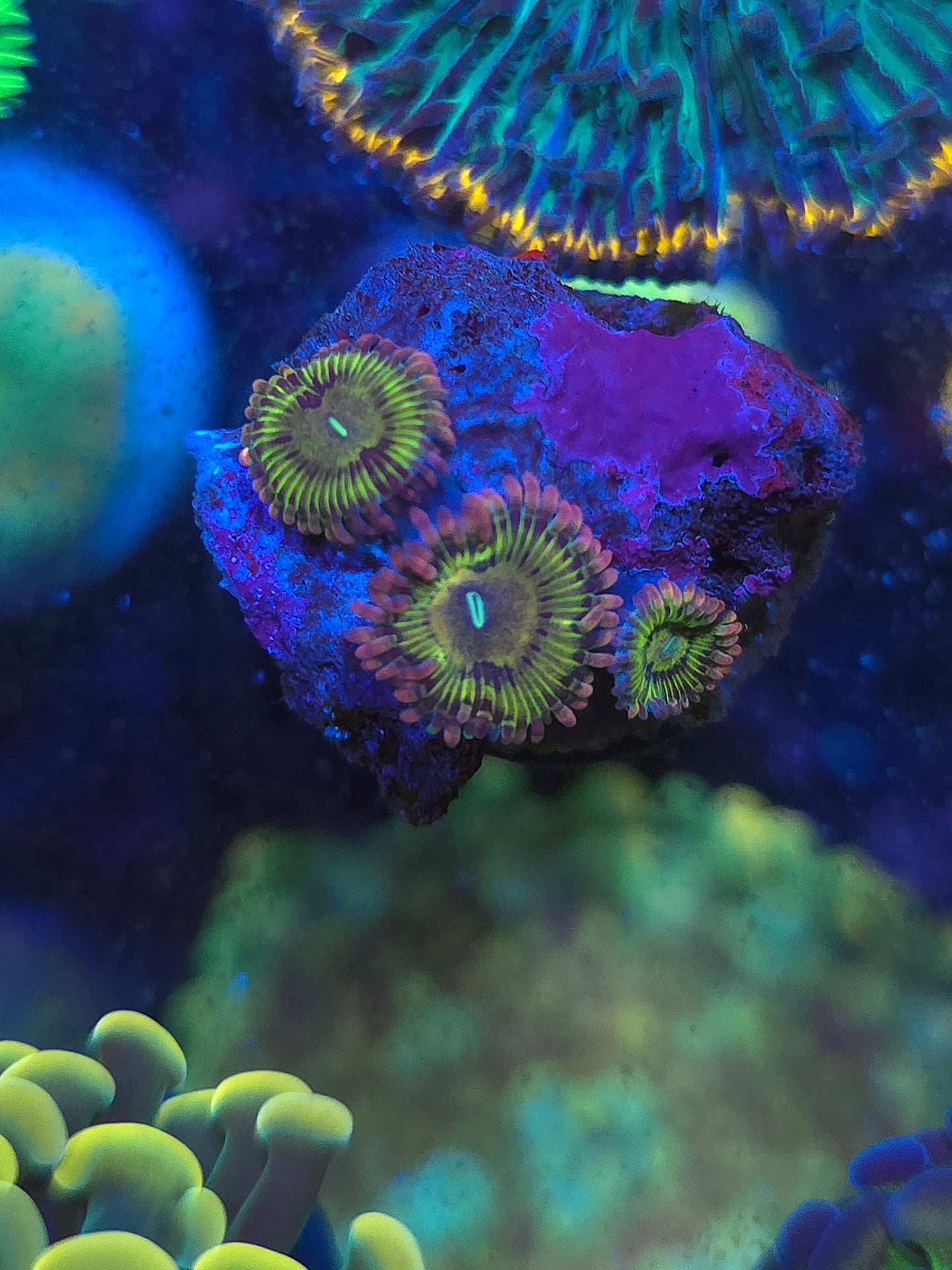 Rainbow Zoas