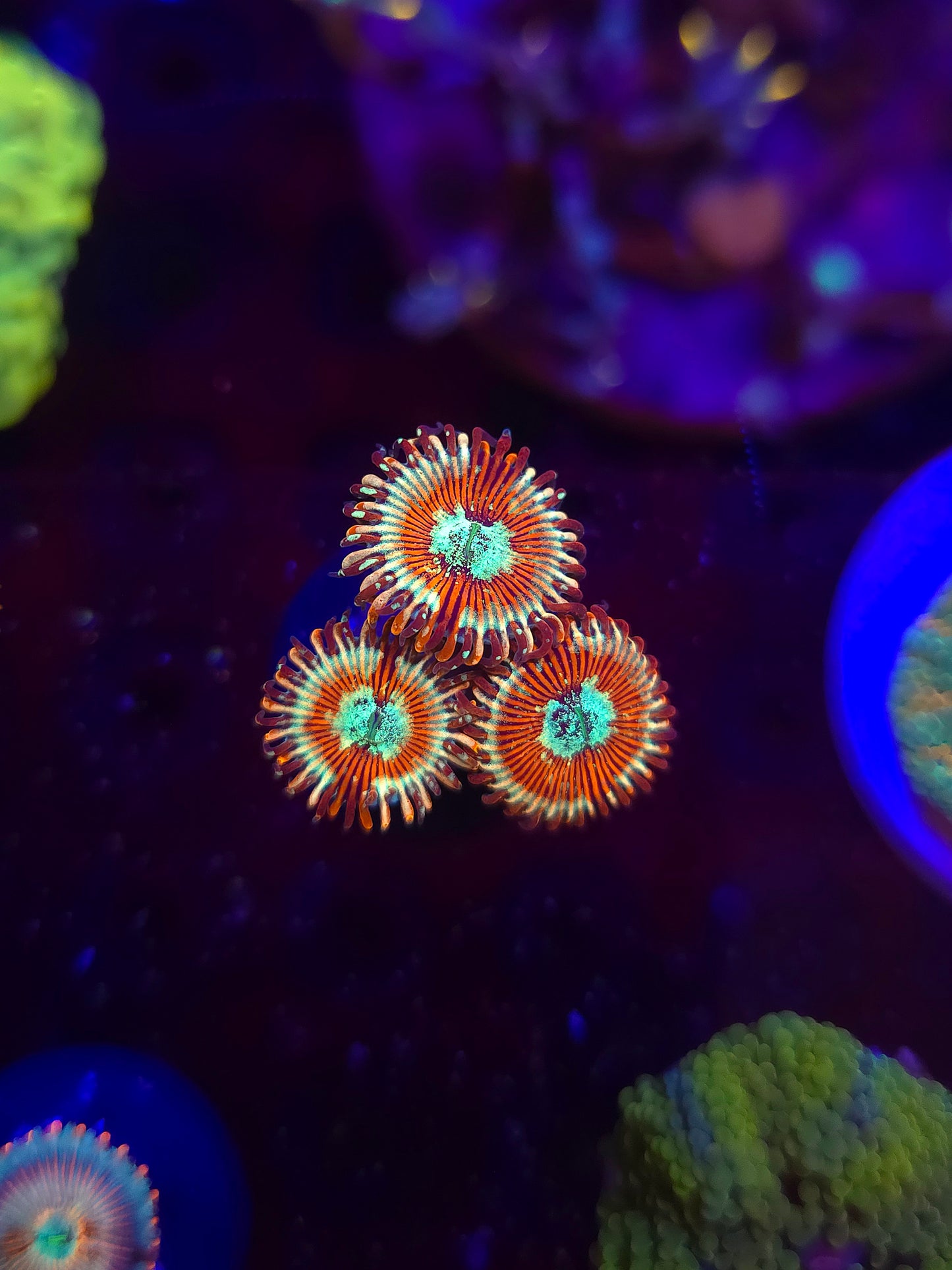 Seduction Zoas