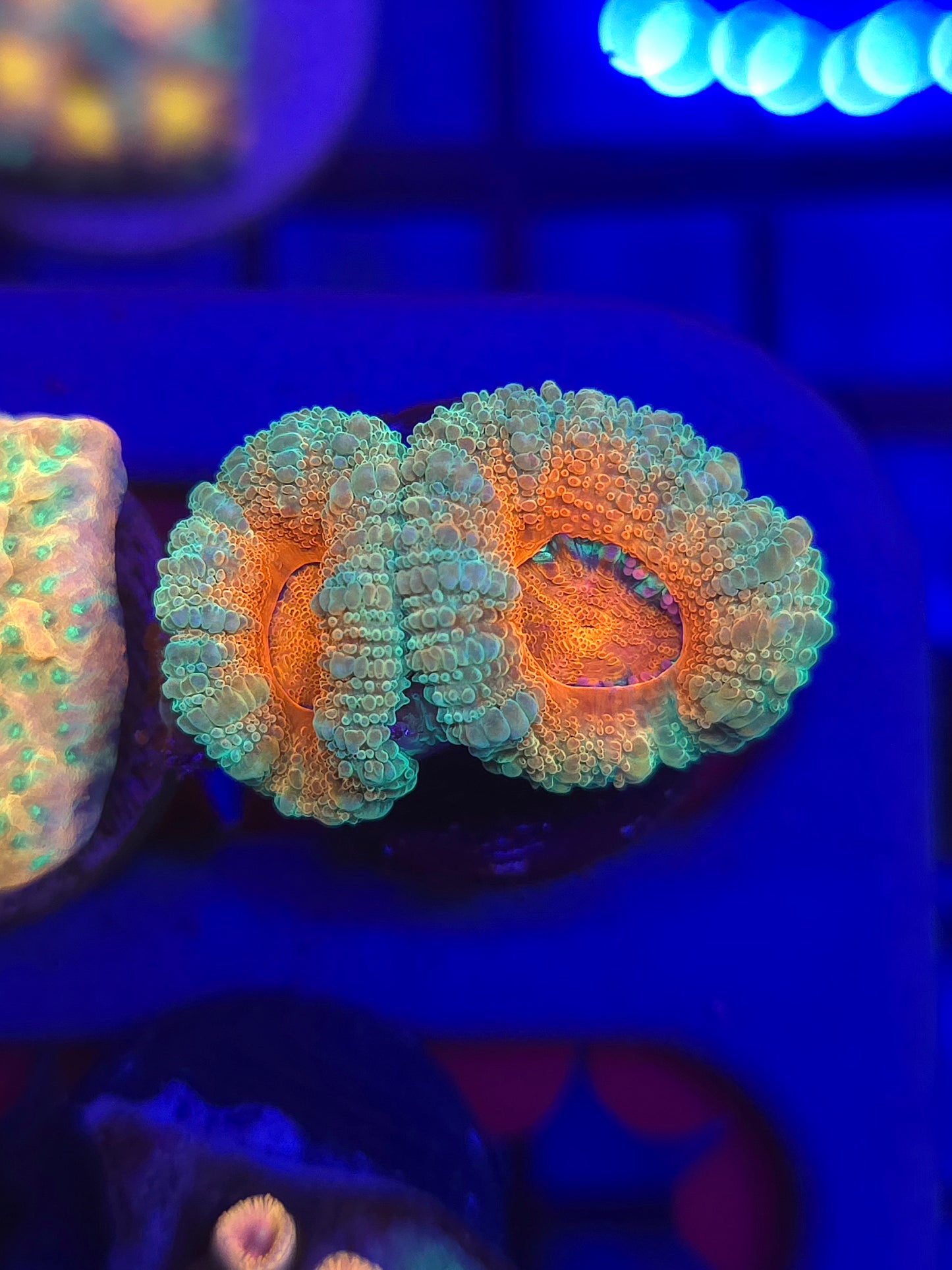 DDA Candy Crush Acans