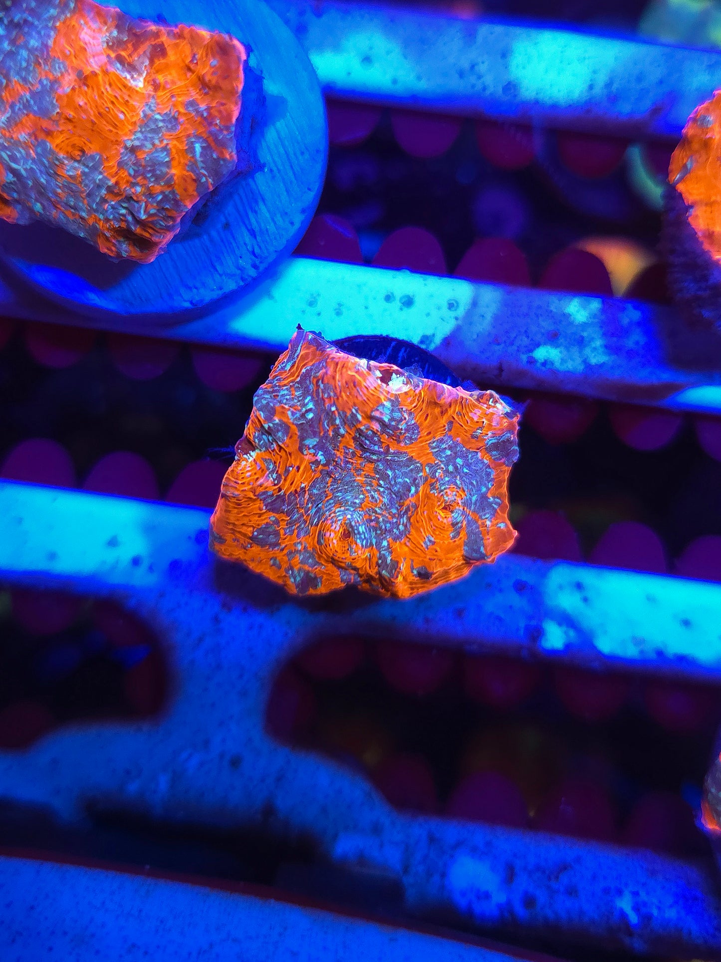 DDA Orange Crush Chalice