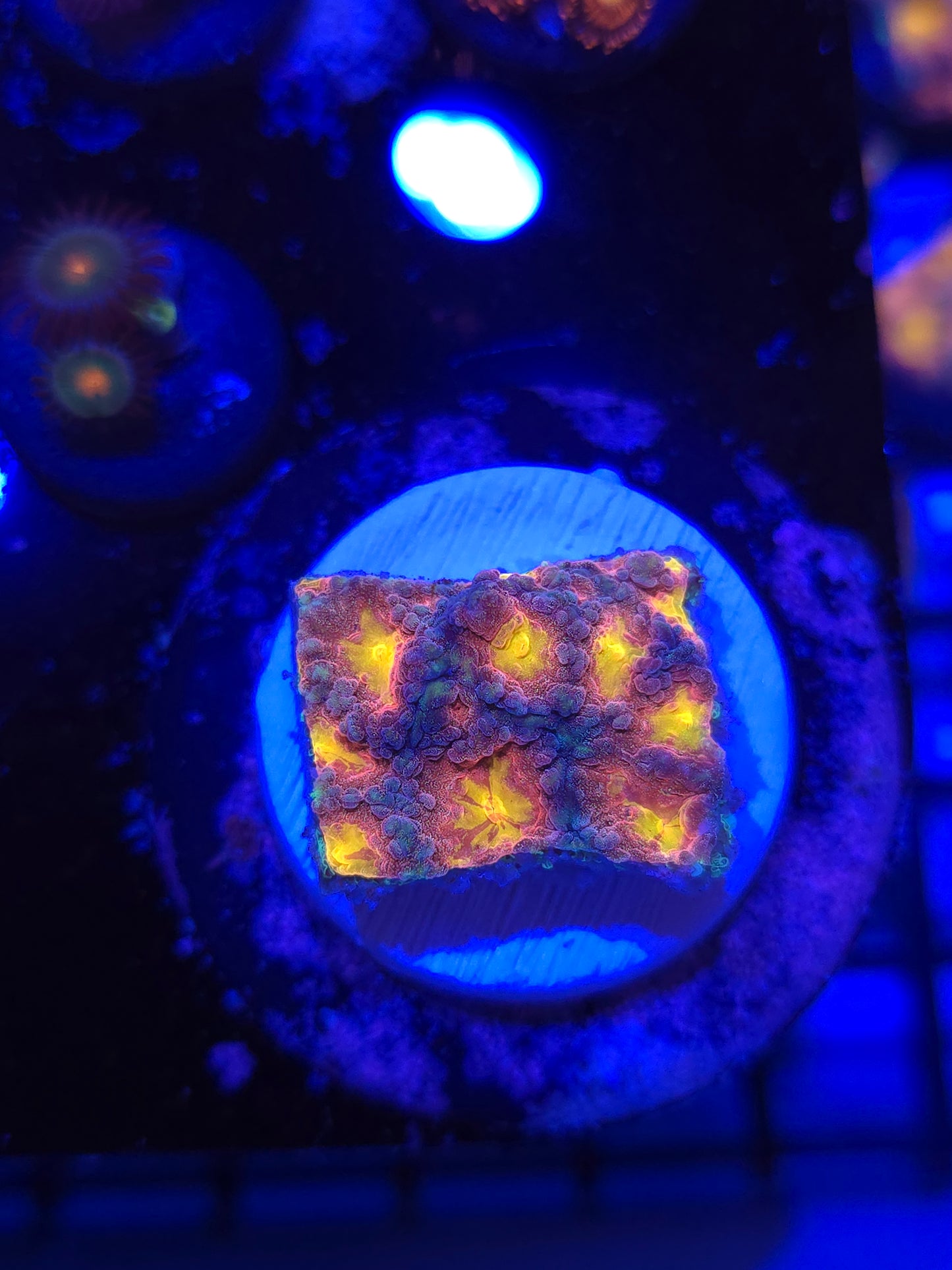 Space Cakes Favia