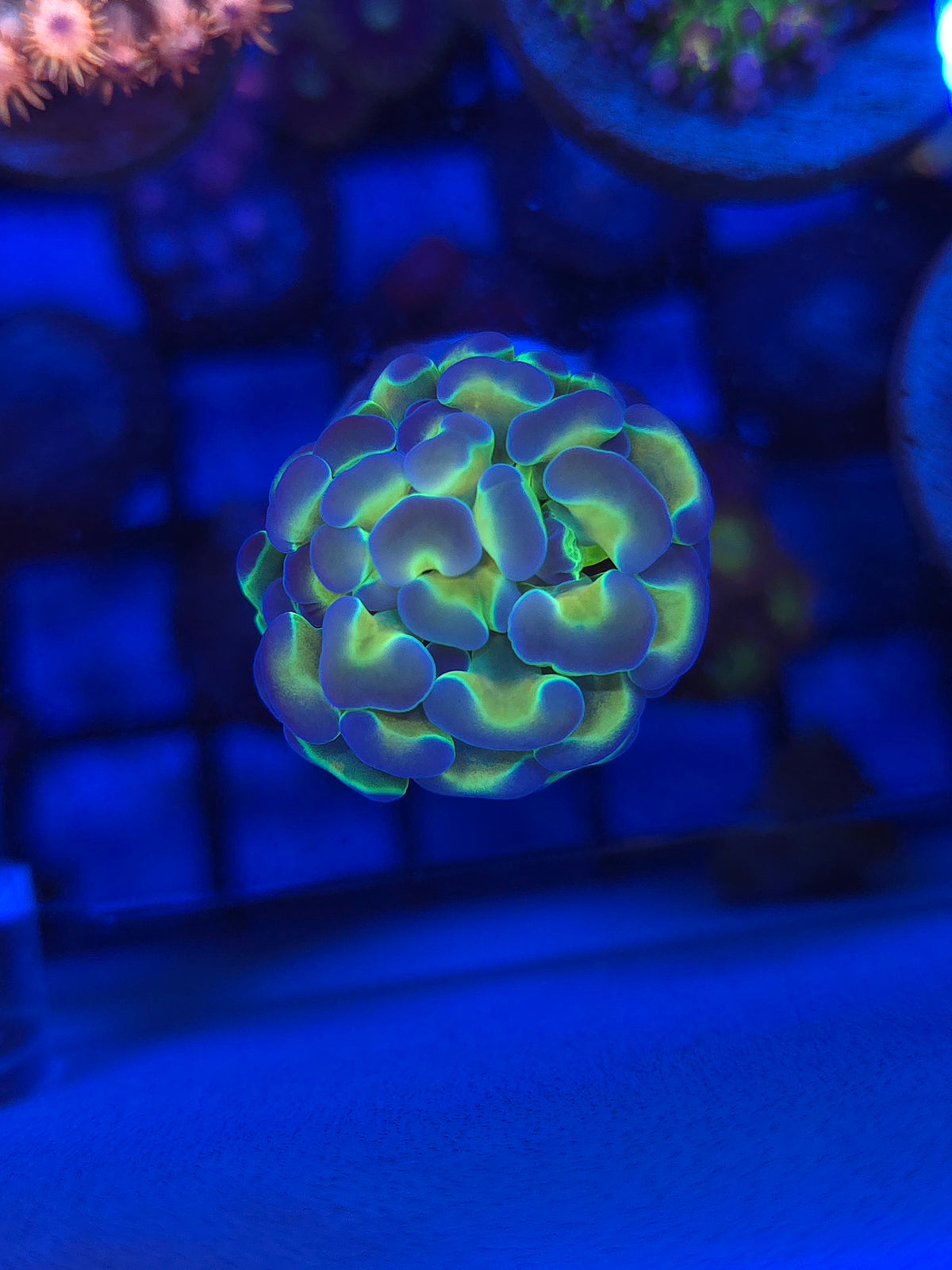 Hologram Hammer