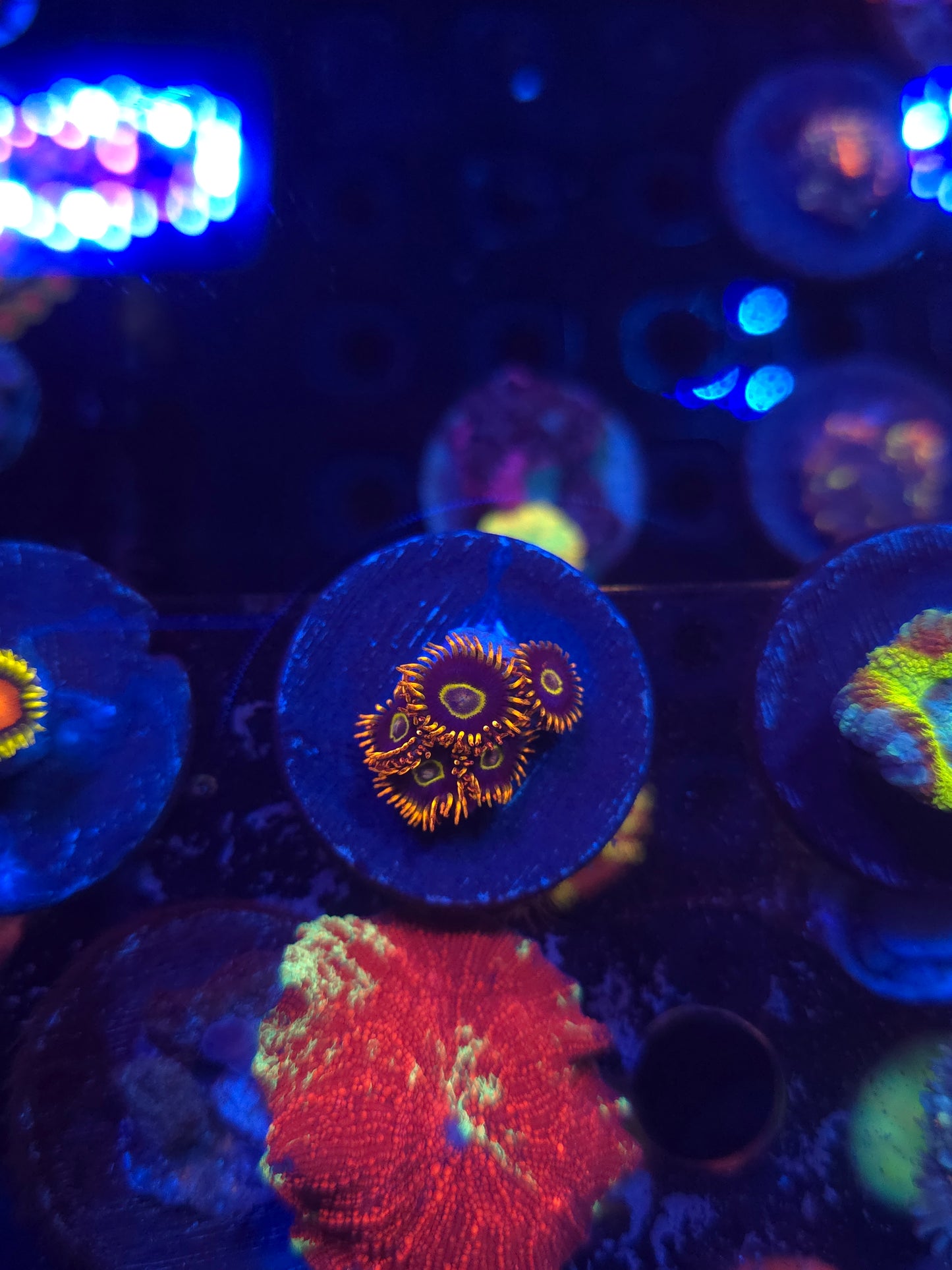 Rainbow Hornet Zoas