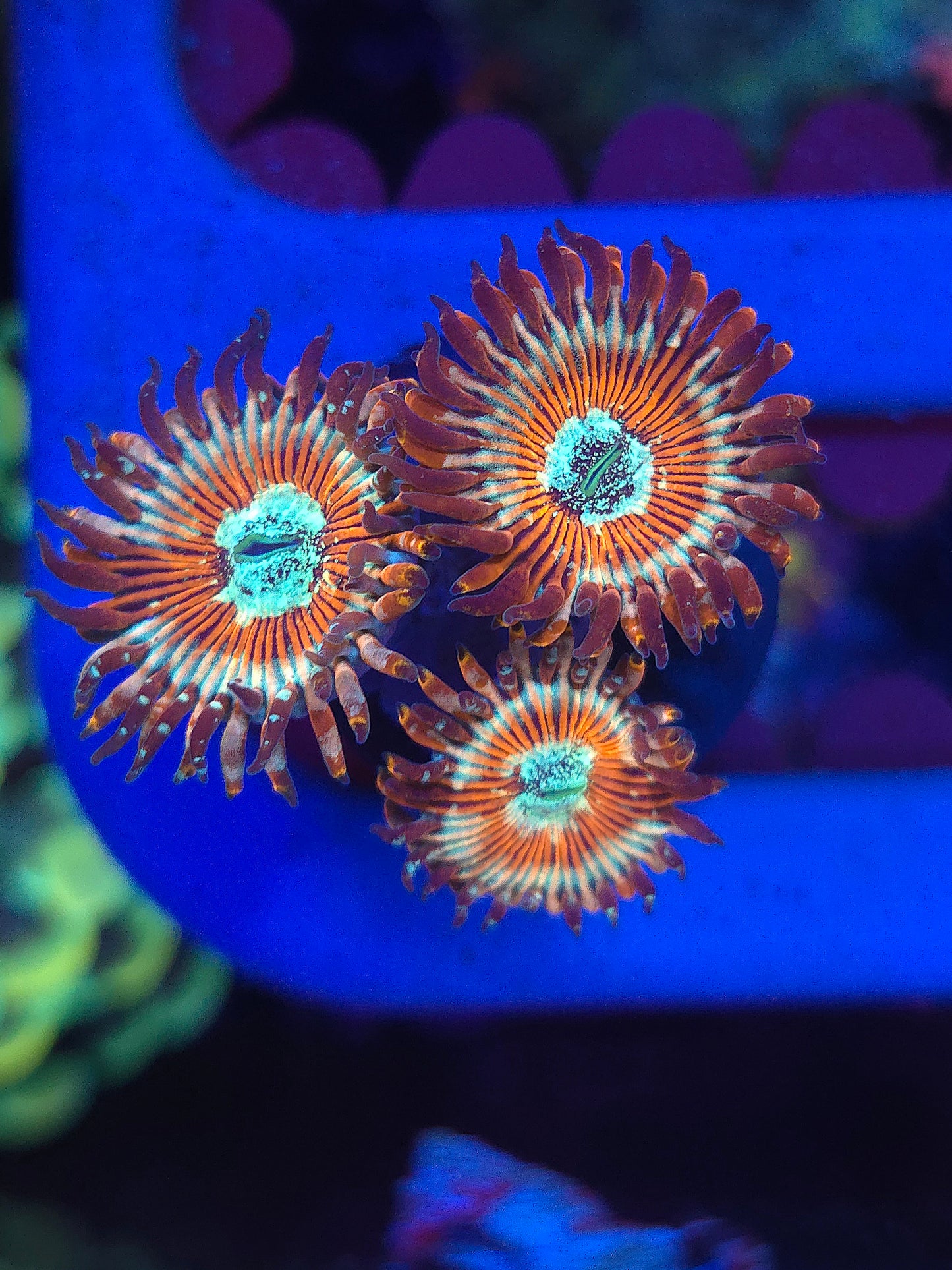 Seduction Zoas