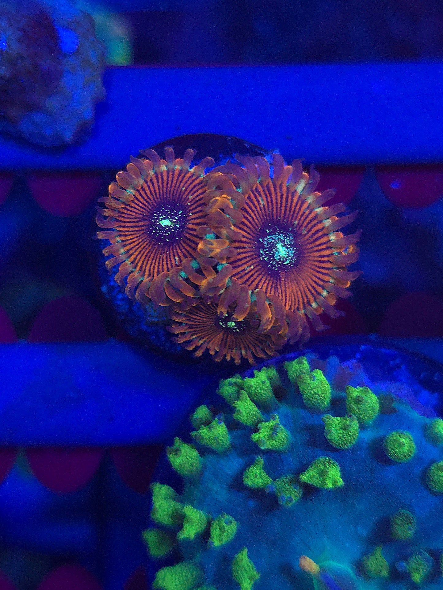 DDA Tropicali Zoas