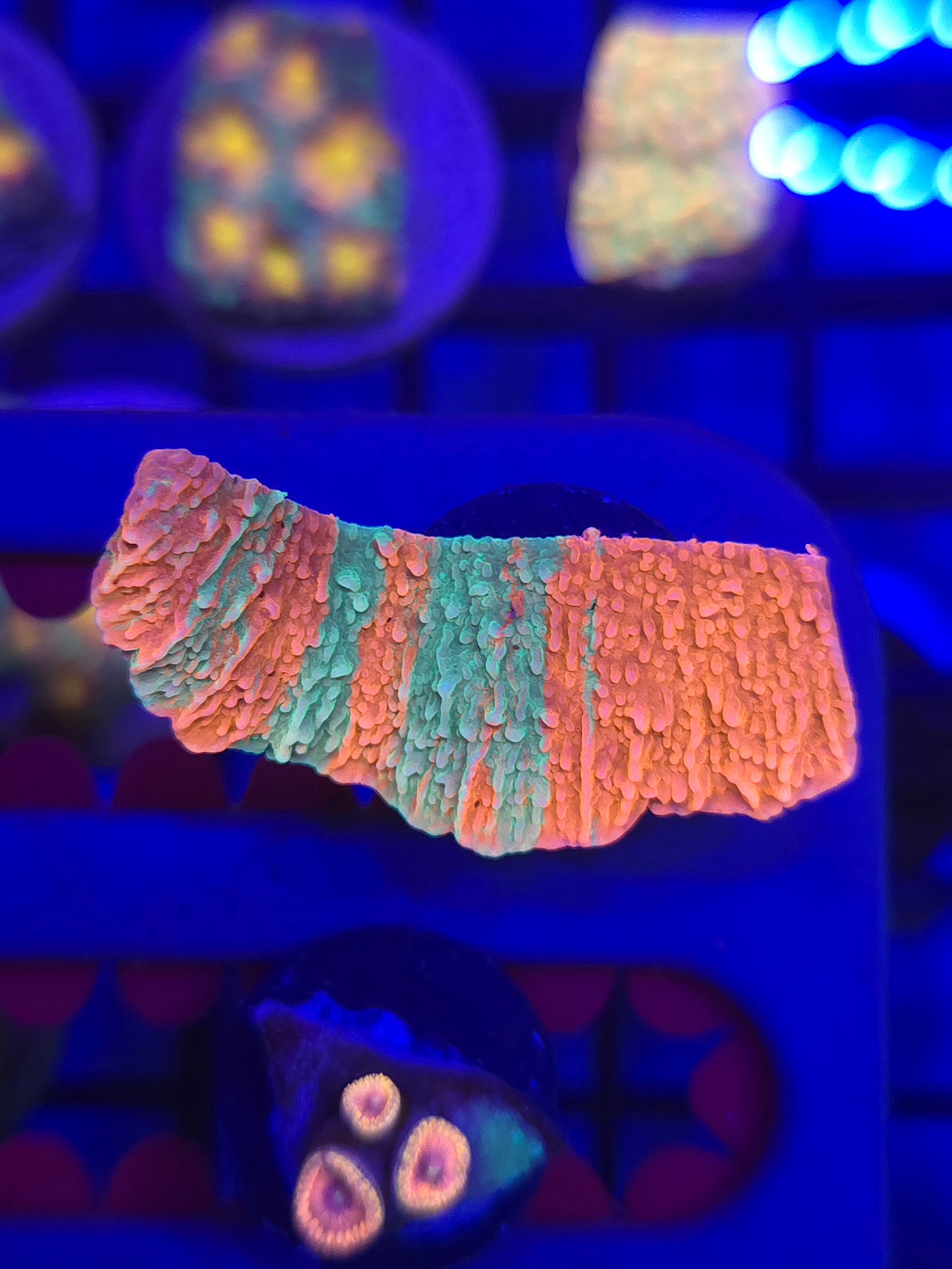 Grafted Monti Cap