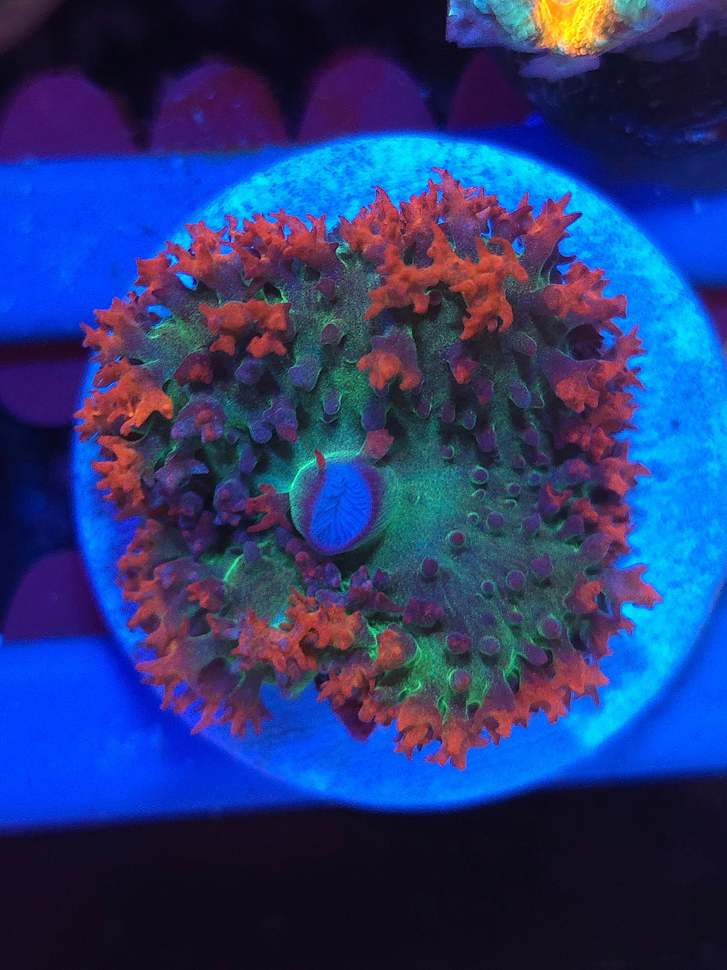 St Thomas Mushroom