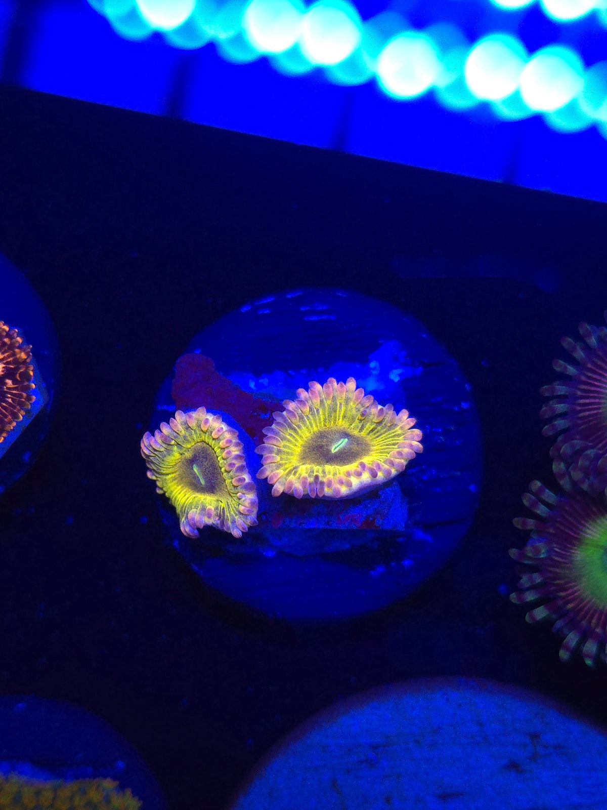 Chiquita Zoas