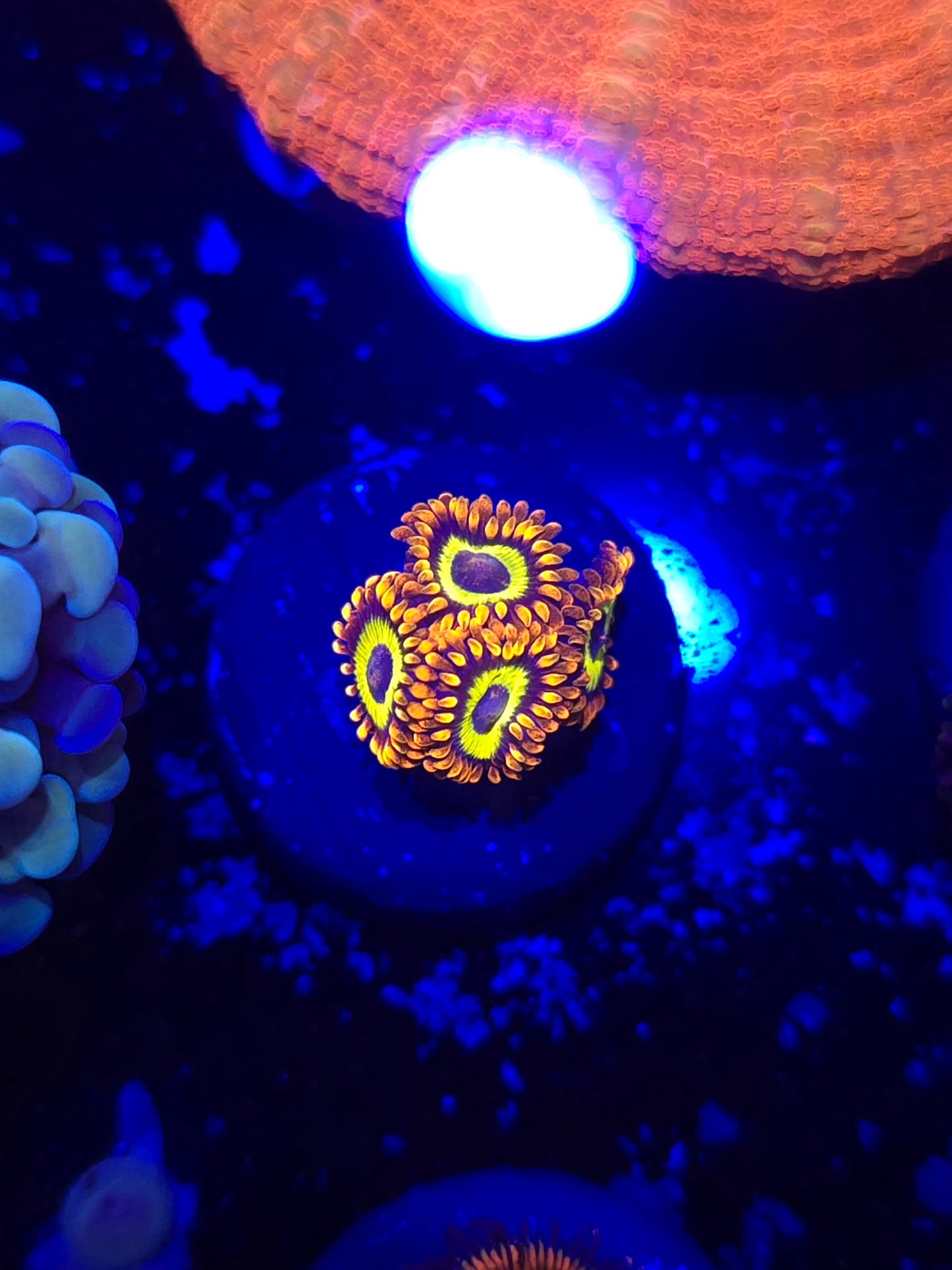 Fruit Loops Zoas