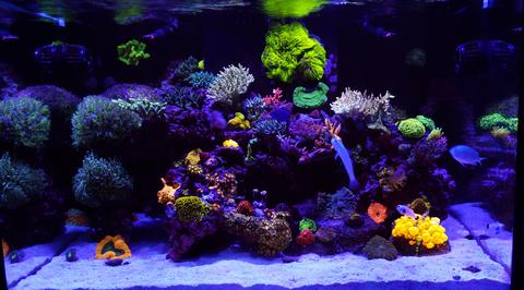 Setting Up A Reef Tank