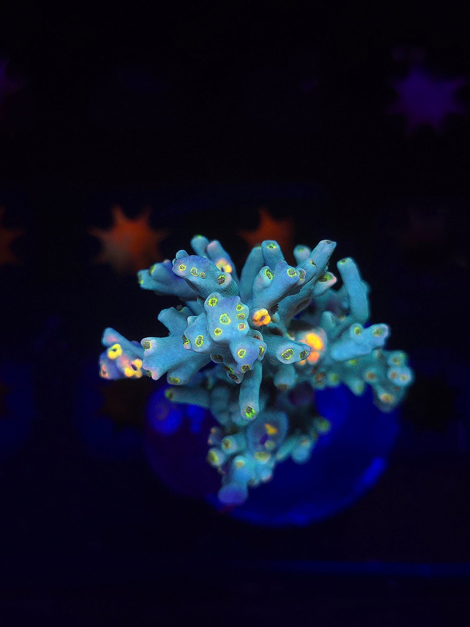 SPS