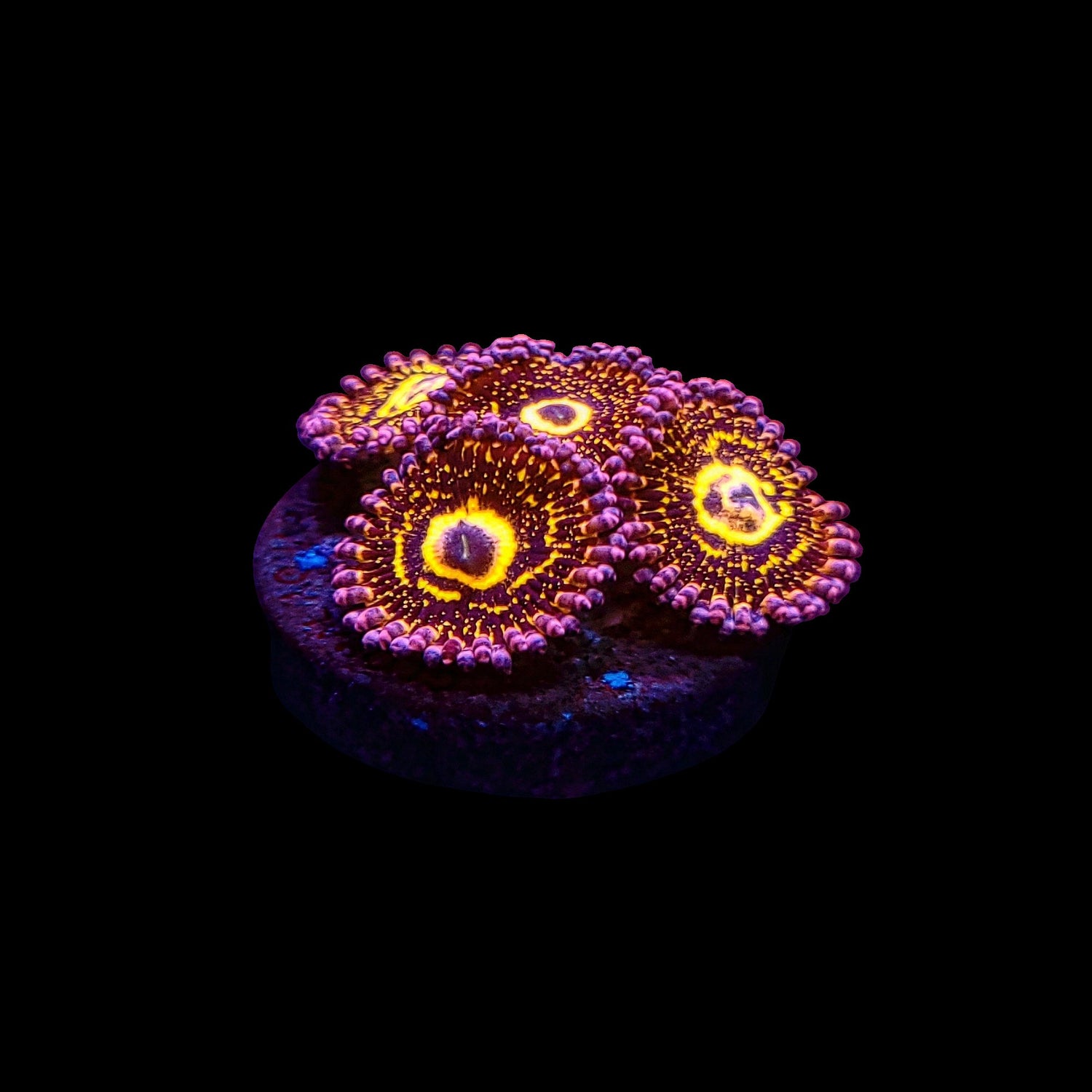Zoanthids
