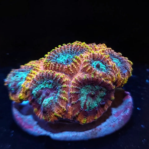 WYSIWYG Coral