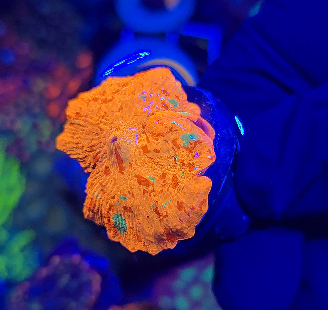 Mushroom Coral
