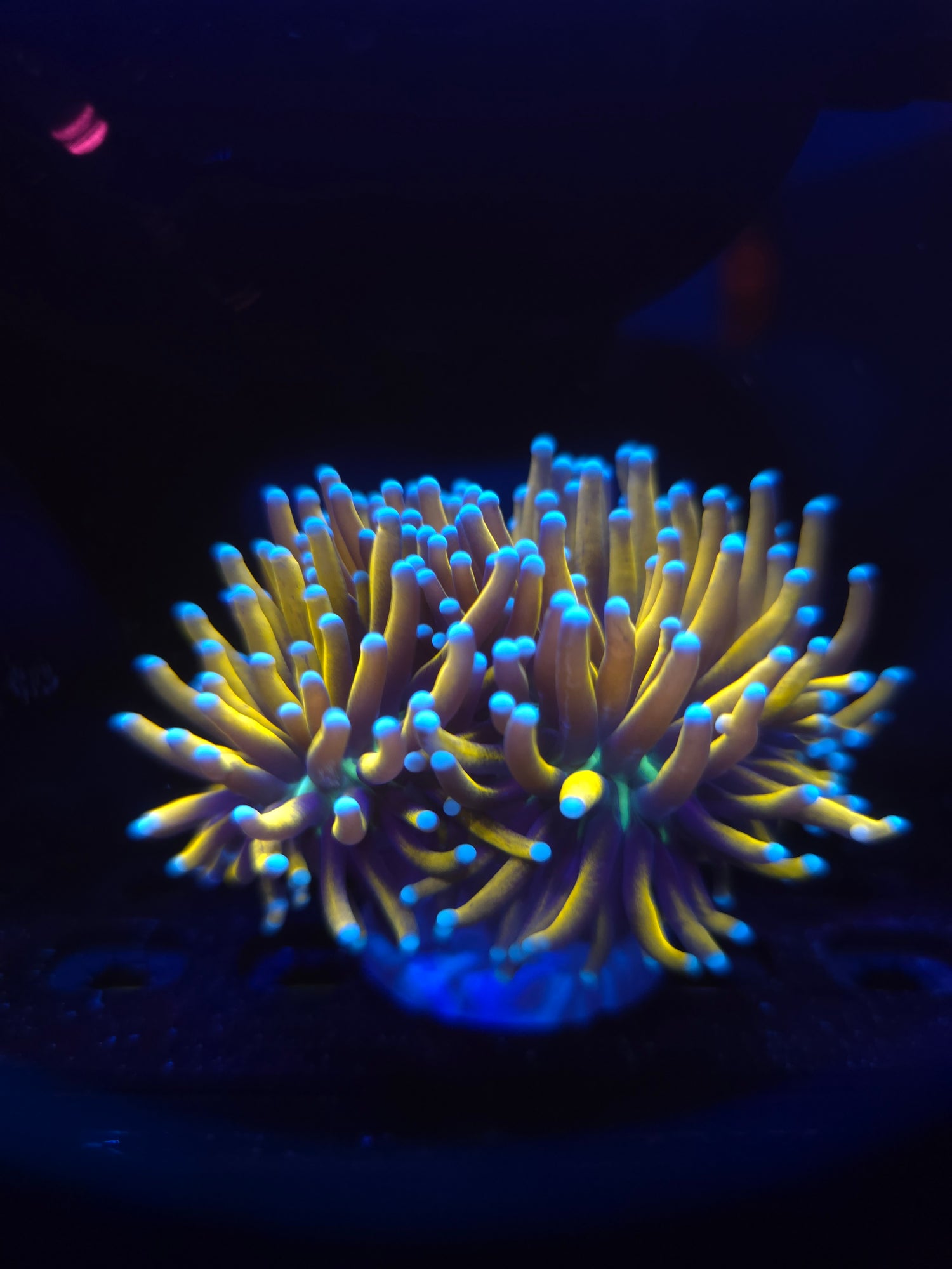 LPS Coral