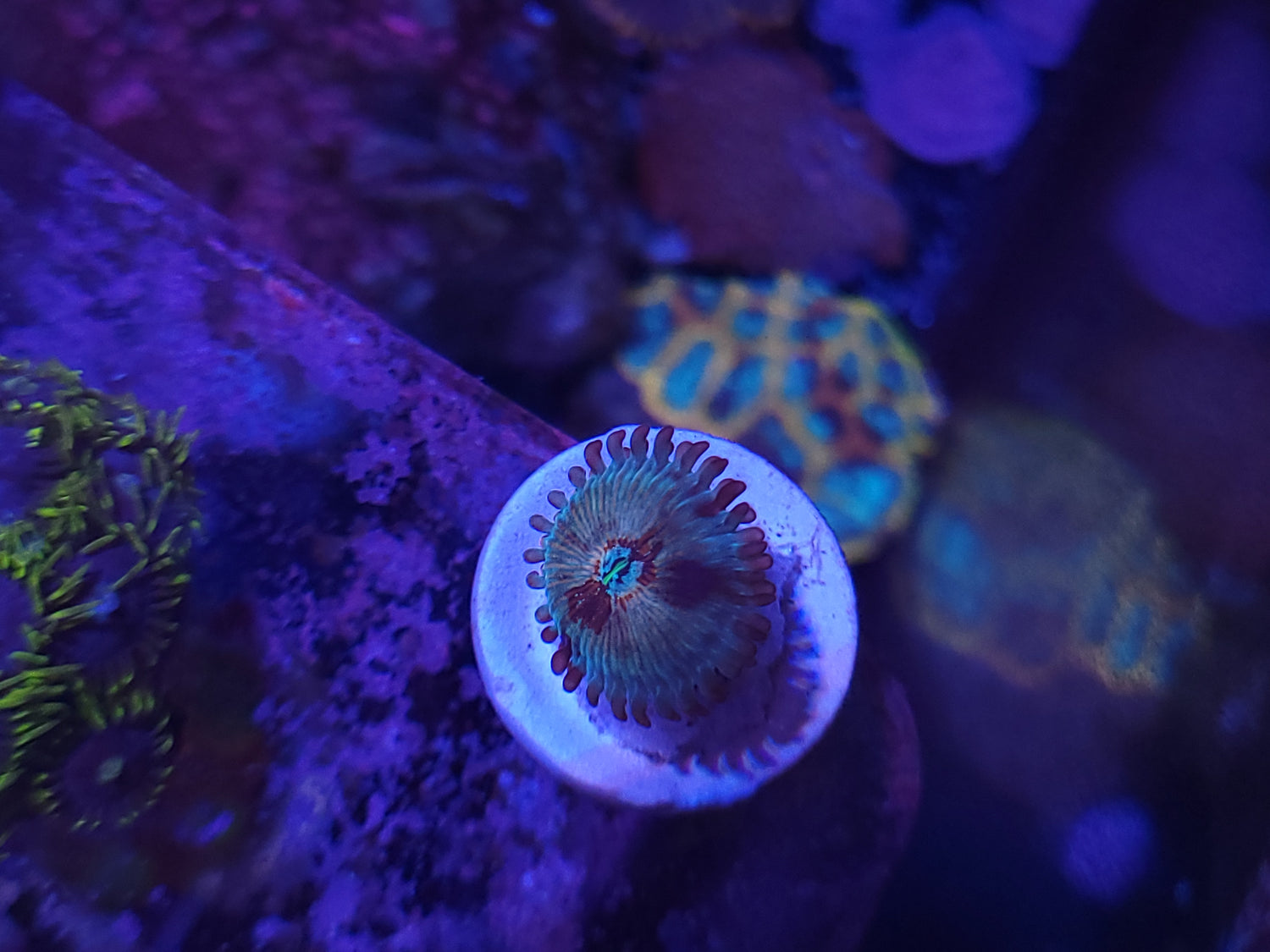 $20 Frags!!