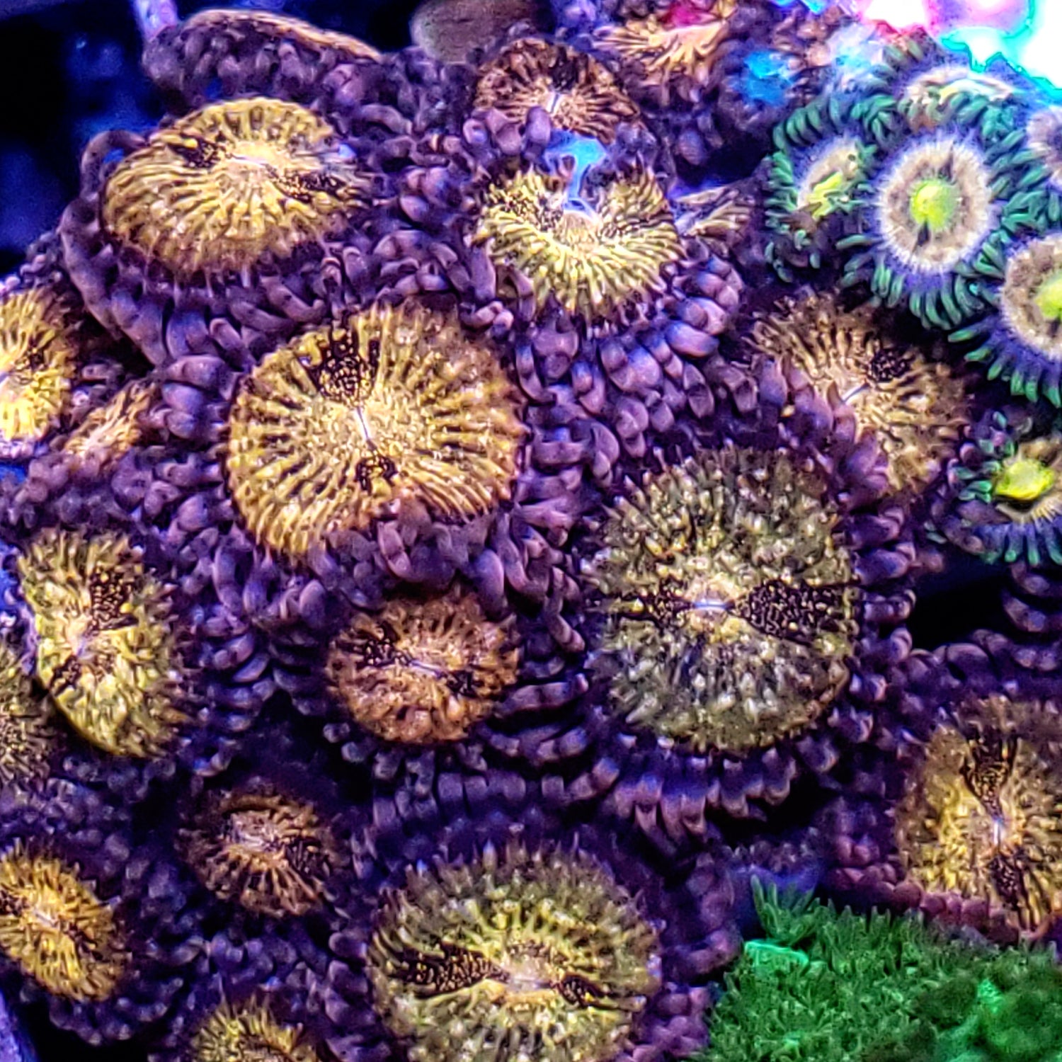 $10 Frags!