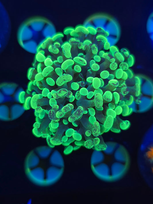 Green Stem Splatter Hammer