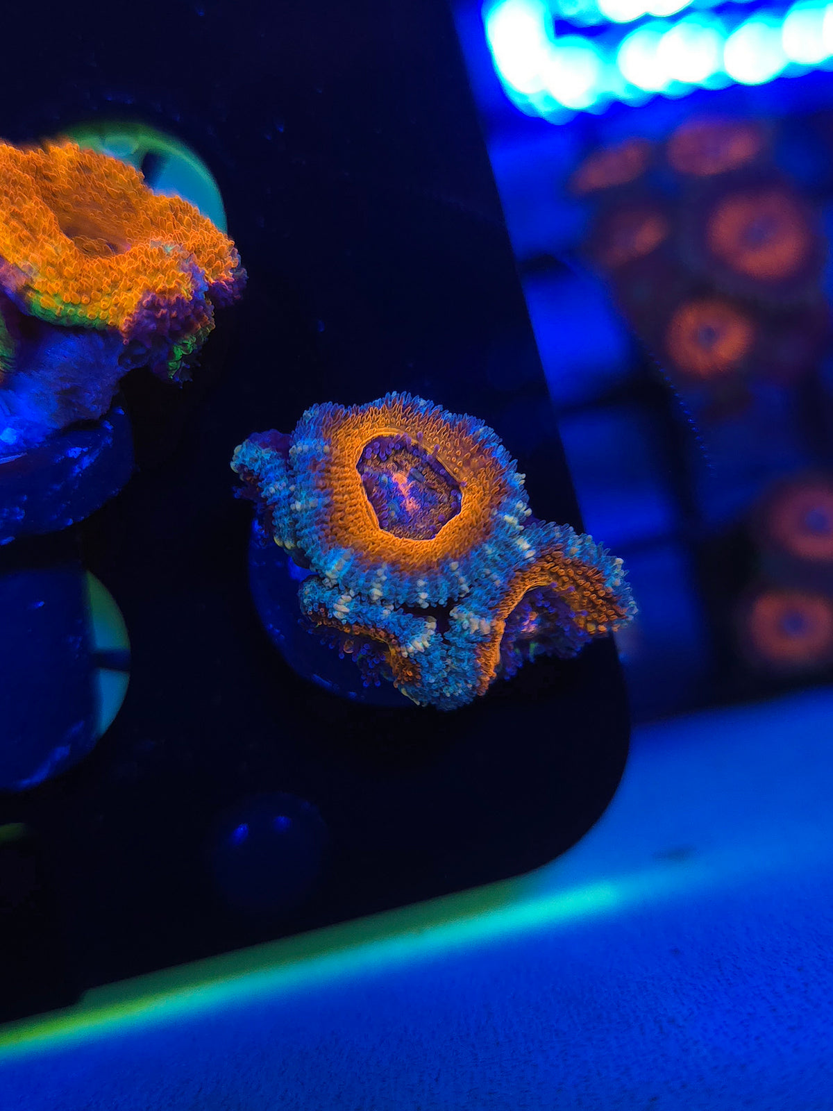 Aussie Acans