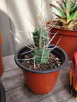Tephrocactus articulatus var. papyracanthus - Paper Spine Cactus