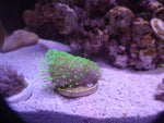 Neon Polyp Leather Toadstool