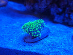 Neon Polyp Leather Toadstool