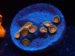 Awesome Blossom Zoas