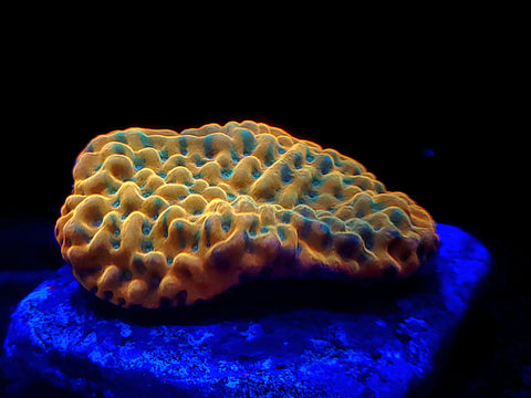 Beach Bum Montipora