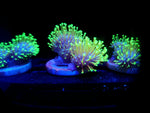 Neon Polyp Leather Toadstool