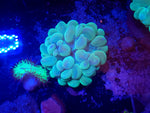 Green Bubble Coral