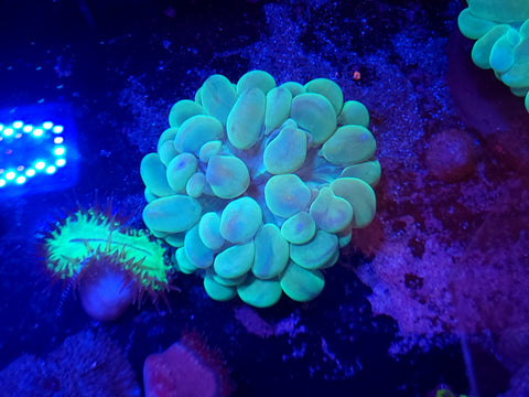 Green Bubble Coral