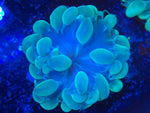 Green Bubble Coral