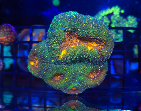 Reptar Acan Bowerbanki