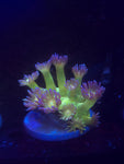 Glitter Gonipora