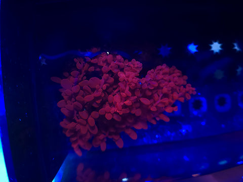 Red Grape Macro Algae Colony